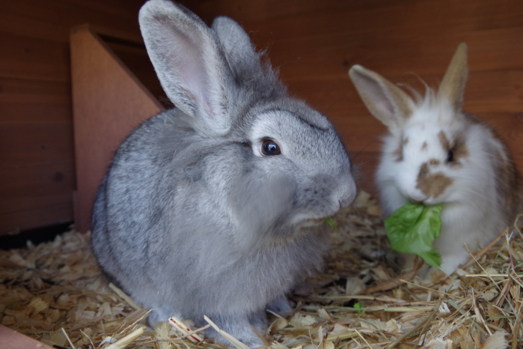 How to Care for a Rabbit: What vegetables should a rabbit eat?