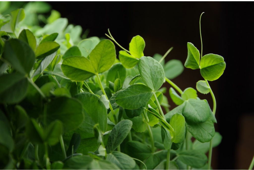 Pea Shoot with Tendril