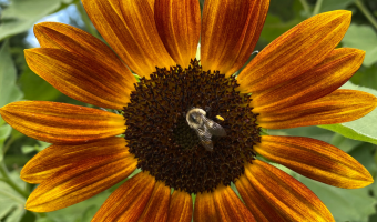 Pollen Covered Bee on Sunflower